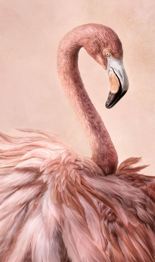 Graceful Beauty | Photography by Judy Reinford