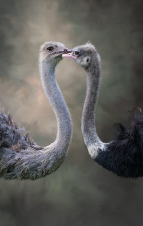 Birds of a Feather | Photography by Judy Reinford