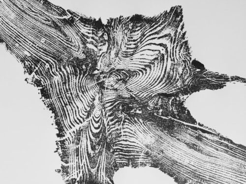 Yellowstone Tree Roots | Prints by Erik Linton