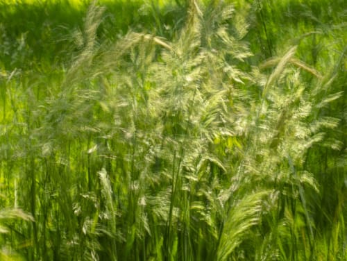 Impression, Tall grasses in the wind. | Photography by Caroyl La Barge›