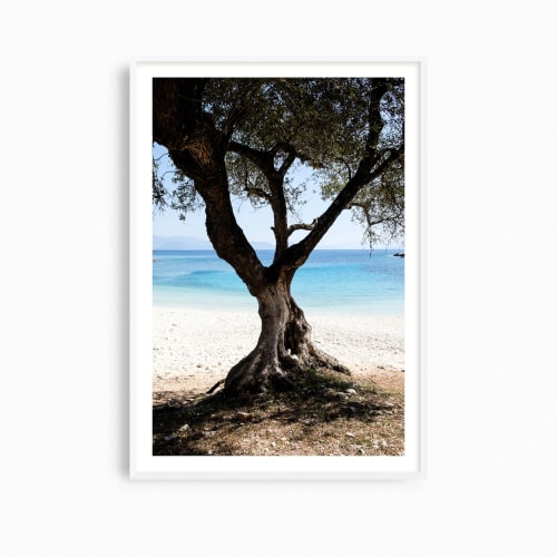 Greece photography print, 'Olive Tree' Mediterranean art | Photography by PappasBland