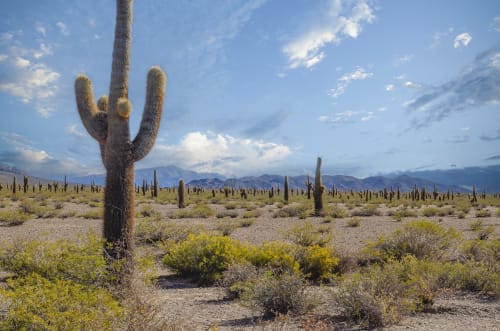 Flatlands of Cactus | Photography by Richard Silver Photo