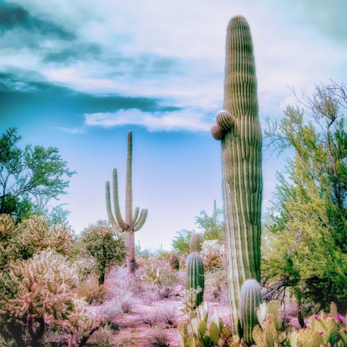 TUCSON DESERT - VIVID | Photography by Kristin Hart Studios | Tucson in Tucson