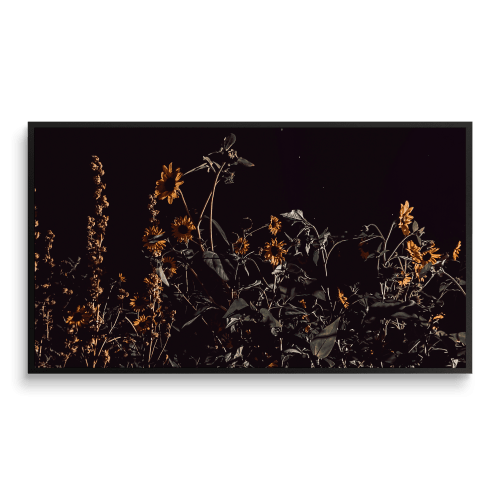 Dancing in the Moonlight︱16:9 Pano︱Fine Art Print | Photography by Jess Ansik