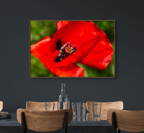 Red Tuscan Poppy 5971 Digital-only offering for Trade | Photography by Caroyl La Barge›