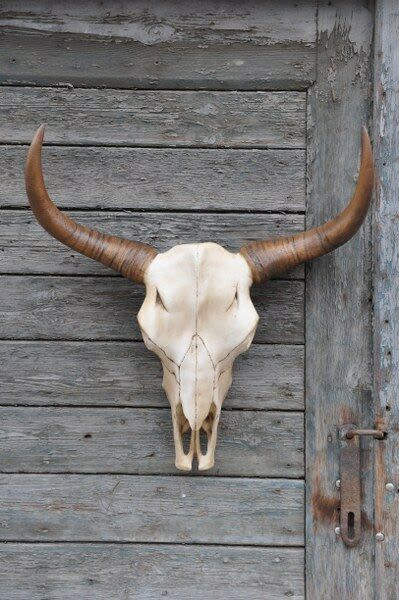 Animal Skull Decor all hand made in Europe and painted | Ornament in Decorative Objects by ultimate European
