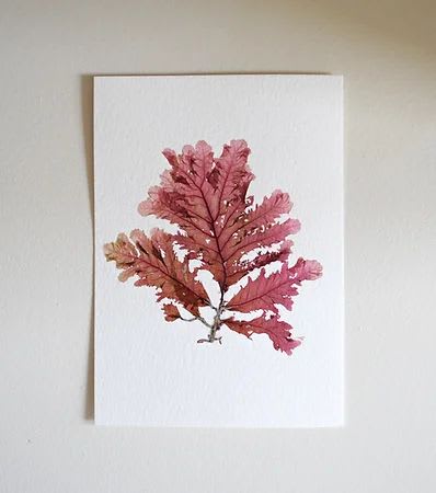 Pressed Seaweed, Single 88. A6. | Art & Wall Decor by Jasmine Linington