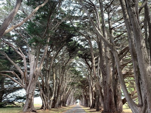Tree tunnel in Inverness, California | Photography by Marianne Owens