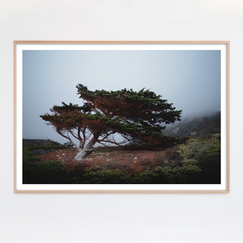 "Cypress in Heavy Fog" Coastal Photograph | Photography by Daylight Dreams Editions