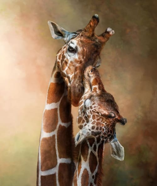 Maternal Bond | Photography by Judy Reinford