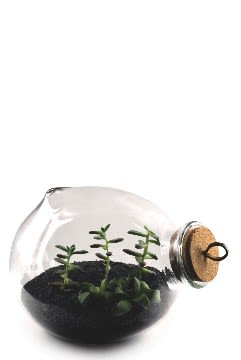 Xtra Terrarium | Planter in Vases & Vessels by Esque Studio