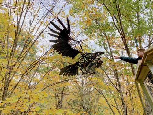 Nesting Eagles | Public Sculptures by Wendy Klemperer Art Inc | VINS Nature Center in Hartford