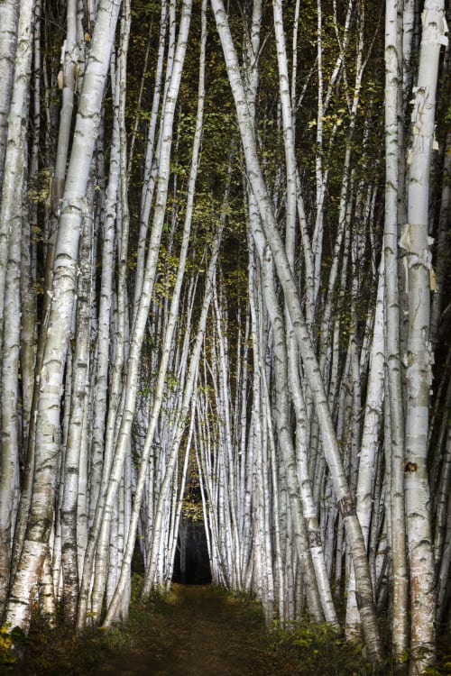 Birch Trees #10, 74" x 50", ed. 1/4 | Photography by Chris Becker