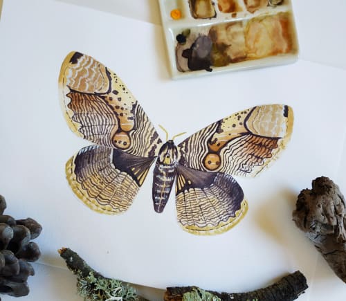 Brahmaea moth watercolor | Art Curation by Nussay watercolor
