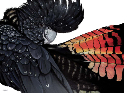 Polly - Red-tailed Black Cockatoo | Oil And Acrylic Painting in Paintings by Ebony Bennett - Birdwood Illustrations
