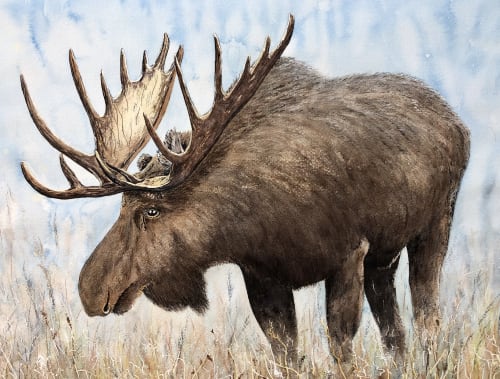Grant the Moose | Watercolor Painting in Paintings by Maurice Dionne FINEART