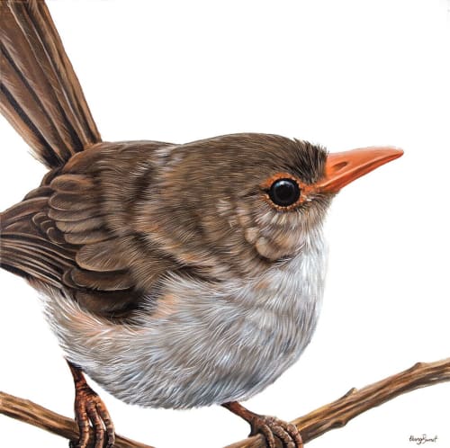 Rachel - Superb Fairy Wren | Paintings by Ebony Bennett - Birdwood Illustrations