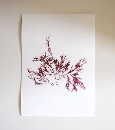 Pressed Seaweed, Single 100. A5. | Art & Wall Decor by Jasmine Linington
