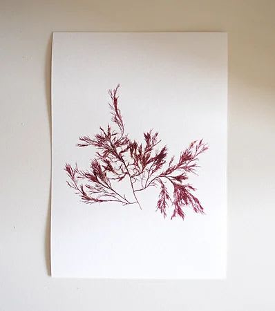 Pressed Seaweed, Single 100. A5. | Pressing in Art & Wall Decor by Jasmine Linington