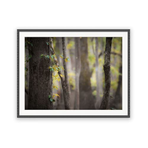 ADOETTE | Nature & Landscape | Fine Art Print - Photography | Photography by Jess Ansik