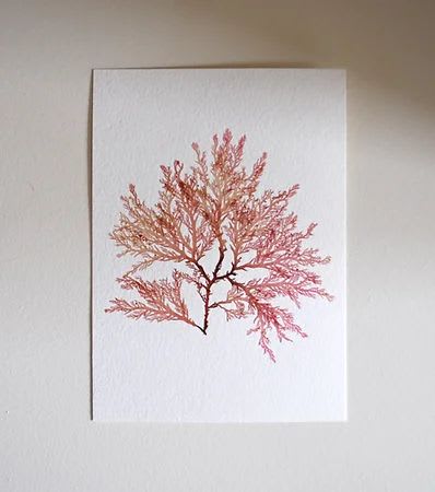 Pressed Seaweed, Single 84. A6. | Pressing in Art & Wall Decor by Jasmine Linington
