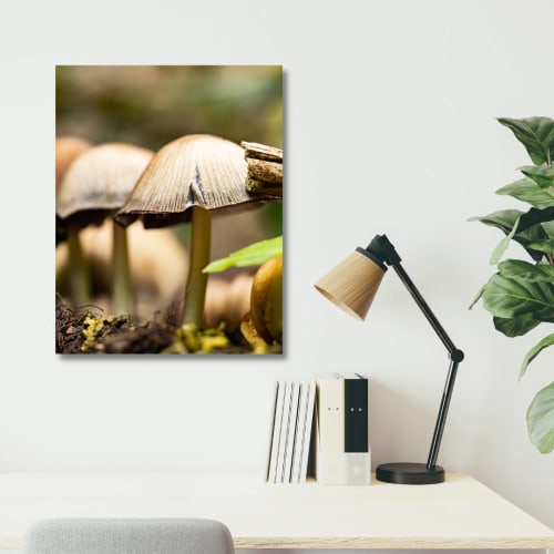 Photograph • Haven, Mushrooms, Fungi, PNW, Oregon, Macro | Photography by Honeycomb