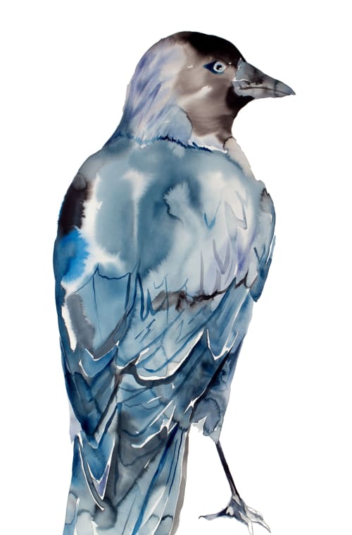 Jackdaw : Original Watercolor Painting | Paintings by Elizabeth Becker