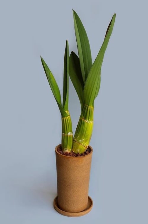 Planter | Vases & Vessels by Jessie Lazar, LLC | Tula Plants & Design in Brooklyn