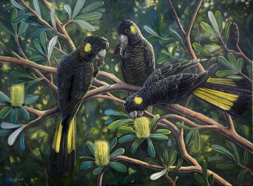 Yellow-tailed Black Cockatoos - Banksia Feast | Oil And Acrylic Painting in Paintings by Ebony Bennett - Birdwood Illustrations
