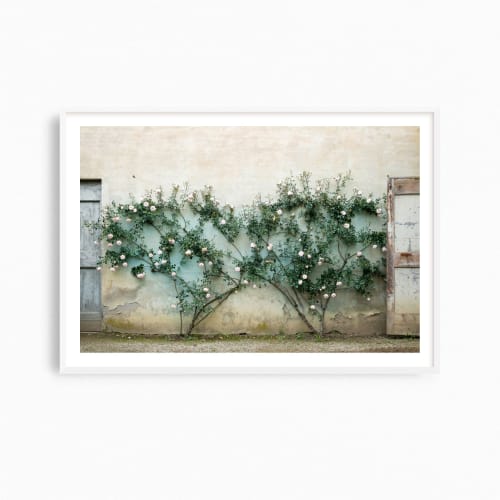 Rustic Mediterranean art, "Rose Twins" photography print | Photography by PappasBland