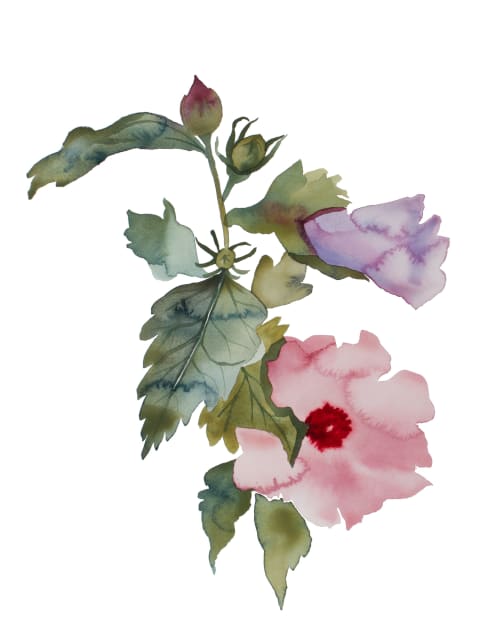 Hibiscus No. 3 : Original Watercolor Painting | Paintings by Elizabeth Becker