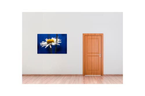 Marguerite Daisy  ( 5771) Digital-only offering for Trade | Photography by Caroyl La Barge›