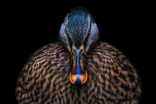 Striking Beauty | Photography by Judy Reinford