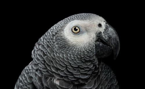 Doug | Photography by Judy Reinford