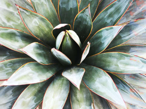 Succulent Art | Oil And Acrylic Painting in Paintings by Irena Orlov