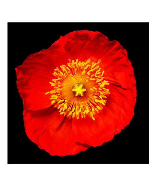 Icelandic Poppy Floral Inspo | Photography by Tal Shpantzer | Talfoto Studio