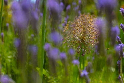 Allium through Lavender | Photography by Caroyl La Barge›
