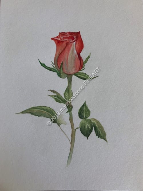 Peach Rose | Watercolor Painting in Paintings by Maurice Dionne FINEART