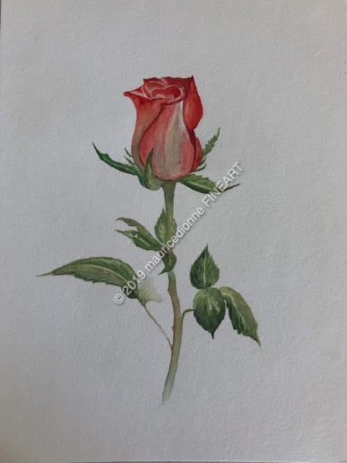 Peach Rose | Paintings by Maurice Dionne FINEART