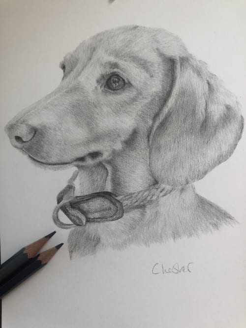 Pet Portrait | Drawings by Lottie Anderson Studio