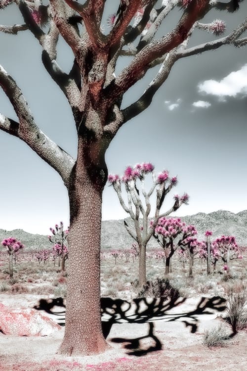 JOSHUA TREE - SILVER | Photography by Kristin Hart Studios