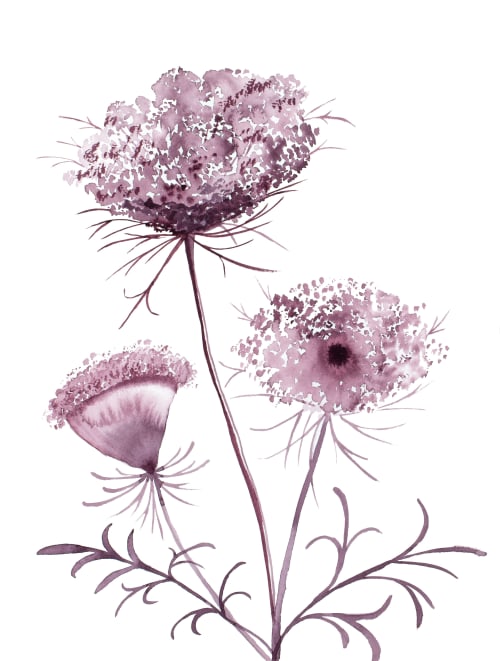 Queen Anne's Lace No. 19 : Original Watercolor Painting | Paintings by Elizabeth Beckerlily bouquet