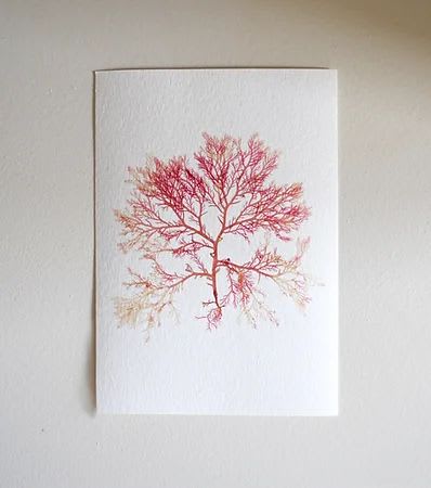 Pressed Seaweed, Single 93. A6. | Art & Wall Decor by Jasmine Linington
