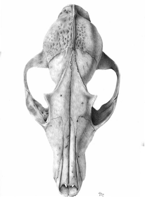 Skull Print | Drawings by Lottie Anderson Studio