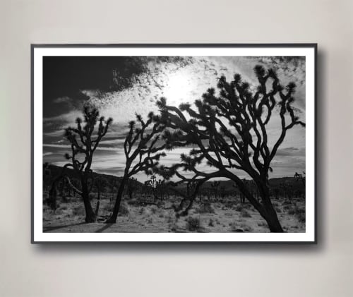 Joshua Tree No. 5 (Ltd Edition) | Photography by Daylight Dreams Editions