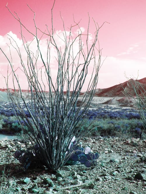 Crush of Blush | Photography by Sabine Senft