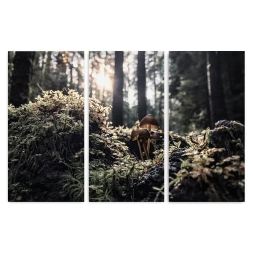 Mushrooms | Triptych | Fine Art Print | Photography by Jess Ansik