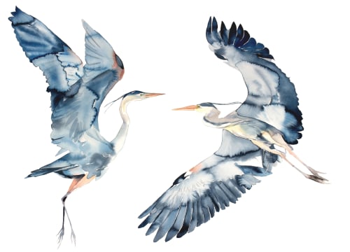 Herons in Flight : Original Watercolor Painting | Paintings by Elizabeth Becker