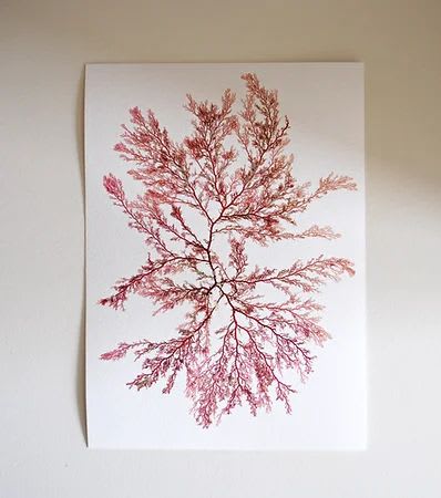 Pressed Seaweed, Single 107. A5. | Art & Wall Decor by Jasmine Linington