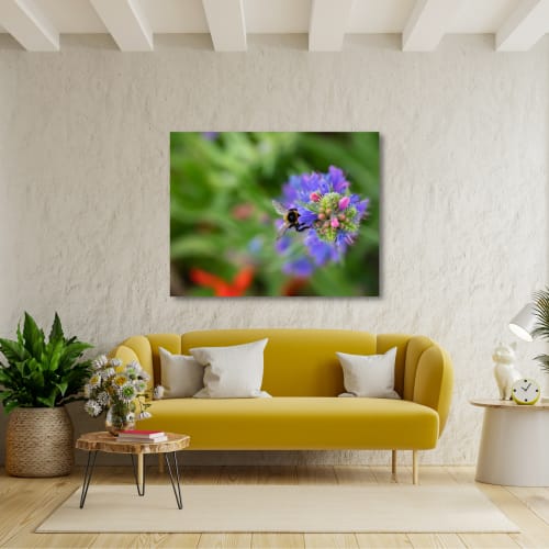 Photograph • Bee, Florals, Macro, Flowers | Photography by Honeycomb